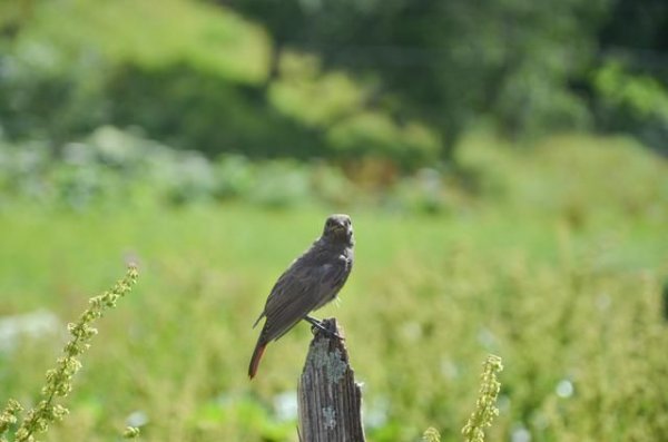 格鲁吉亚中国人多吗