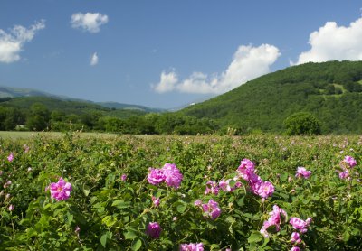 自制干花最快的方法 有哪些简单制作干花的小妙招