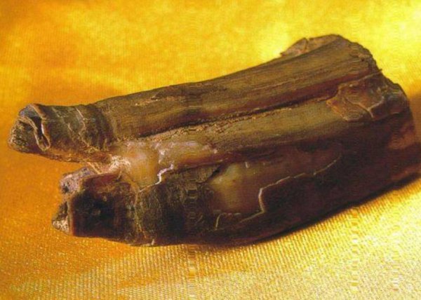 佛骨舍利是什么东西