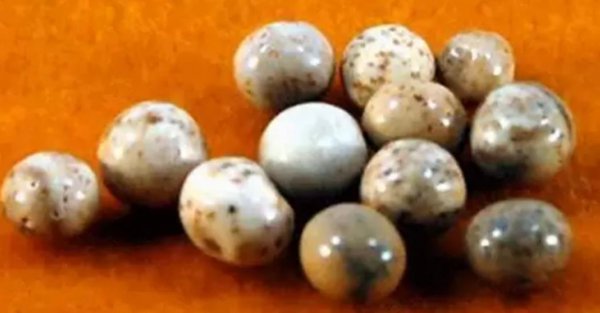 佛骨舍利是什么东西