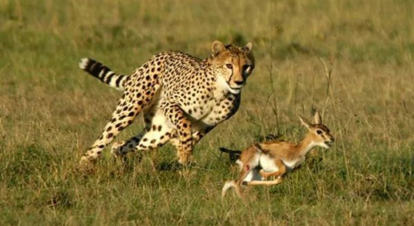 黑人是不是都比较强大