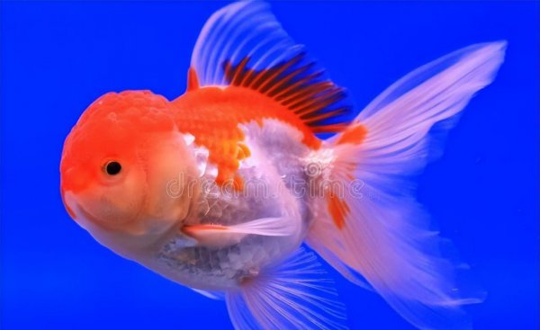 鱼缸里的鱼晚上睡觉吗