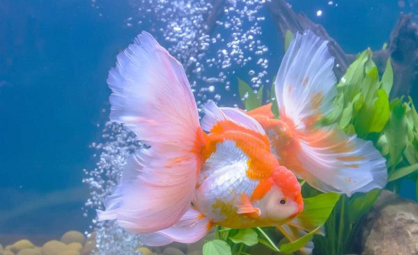 鱼缸里的鱼晚上睡觉吗