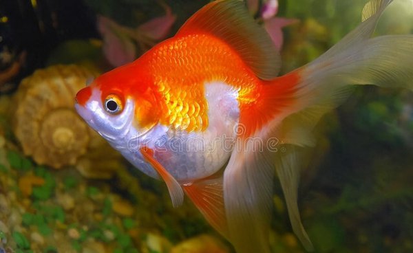 鱼缸里的鱼晚上睡觉吗