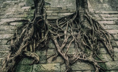 肖申克的救赎老布的结局 老布为什么刑满却不想出狱的原因