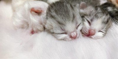 猫咪生孩子主人要做什么 猫咪临产需要准备什么用品