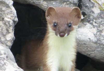 养鸡场怎样消灭黄鼠狼最有效 家猫有可能抓住黄鼠狼吗