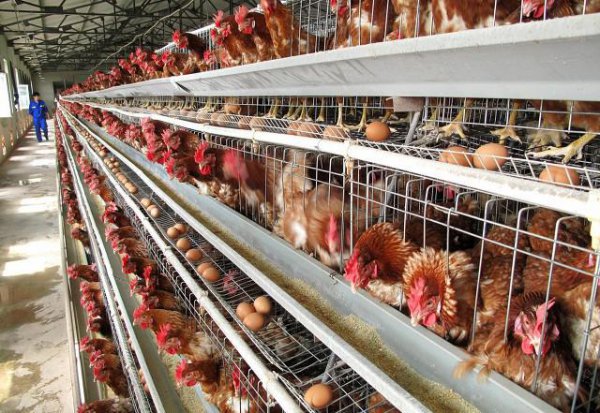 养鸡场怎样消灭黄鼠狼最有效