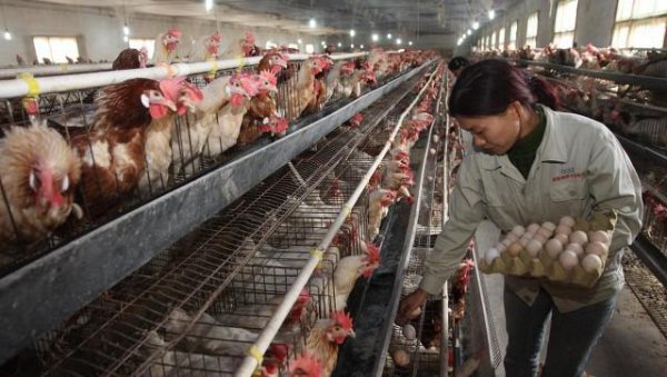 养鸡场怎样消灭黄鼠狼最有效