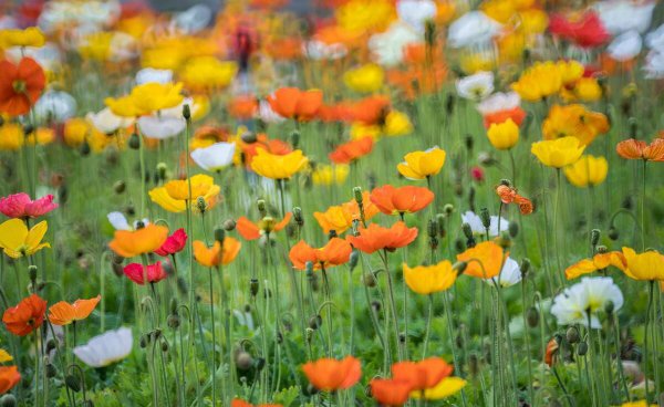 家里给祖先上香一般上几根香