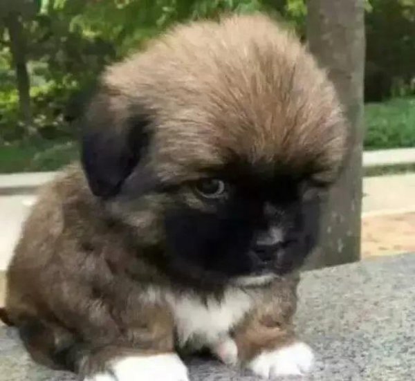 成语成语三人成虎的意思