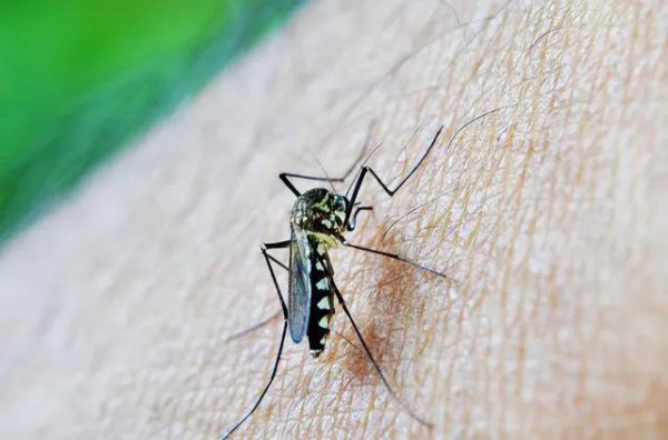 蚊子怎么找到人的位置