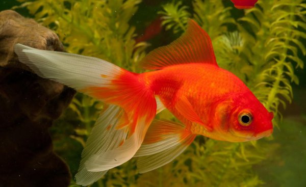 冷水观赏鱼有哪些品种