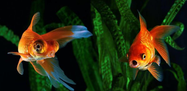 冷水观赏鱼有哪些品种