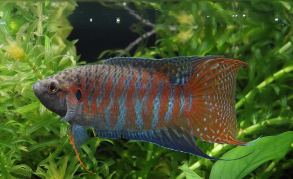 冷水观赏鱼有哪些品种