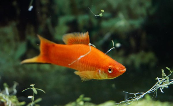 冷水观赏鱼有哪些品种