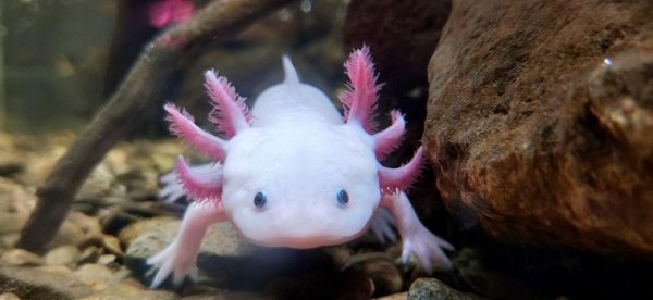 冷水观赏鱼有哪些品种