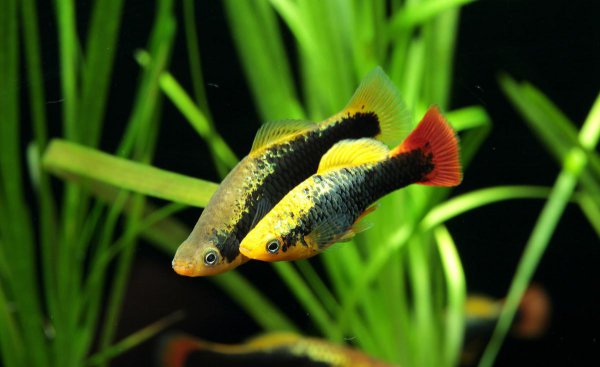 冷水观赏鱼有哪些品种