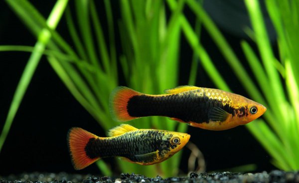 冷水观赏鱼有哪些品种