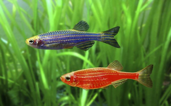 冷水观赏鱼有哪些品种