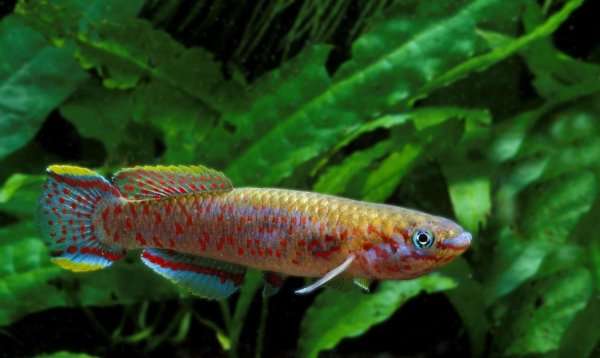 冷水观赏鱼有哪些品种