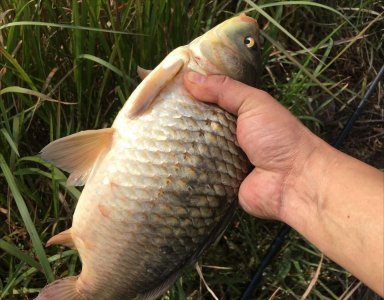 饵料谷麦钓鲤鱼最新配方 冬天用谷麦钓鲤鱼的技巧教程