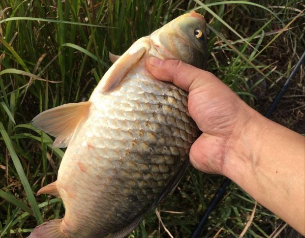 饵料谷麦钓鲤鱼最新配方