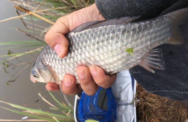 饵料谷麦钓鲤鱼最新配方