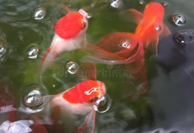 金鱼尾巴边缘变黑怎么回事 金鱼变黑是什么原因导致的