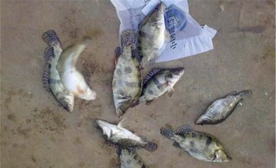 鳜鱼怎么钓方法 钓鳜鱼的最佳钓点选择以及垂钓技巧