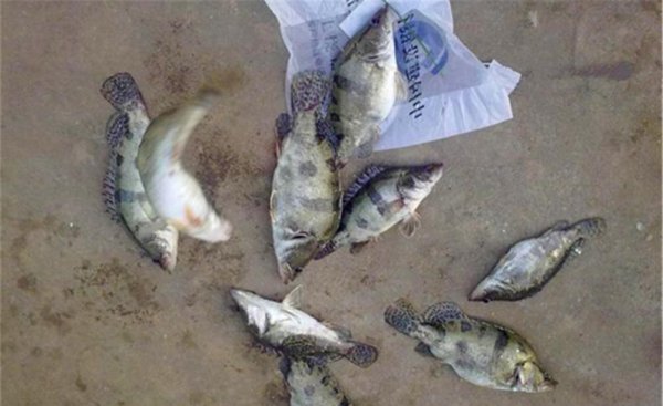 鳜鱼怎么钓方法