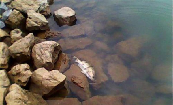 鳜鱼怎么钓方法