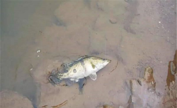 鳜鱼怎么钓方法