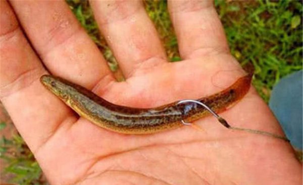 鳜鱼怎么钓方法