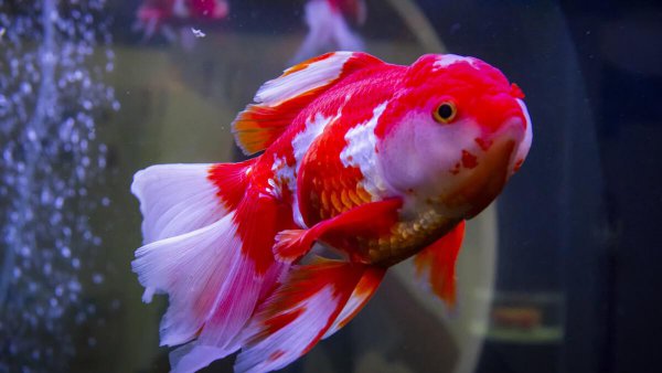 鱼为什么沉在鱼缸底部