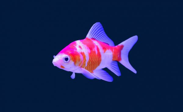 鱼为什么沉在鱼缸底部