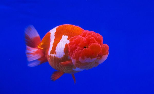 鱼为什么沉在鱼缸底部