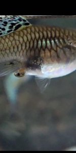 家养孔雀鱼的杂交图解 孔雀鱼都是怎么交配的详细讲解