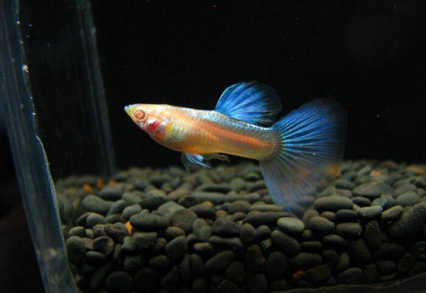 家养孔雀鱼的杂交图解