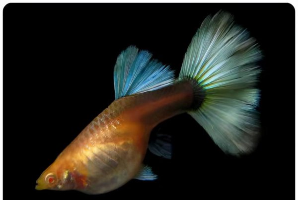 家养孔雀鱼的杂交图解