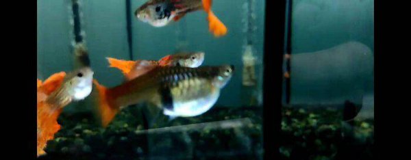 家养孔雀鱼的杂交图解