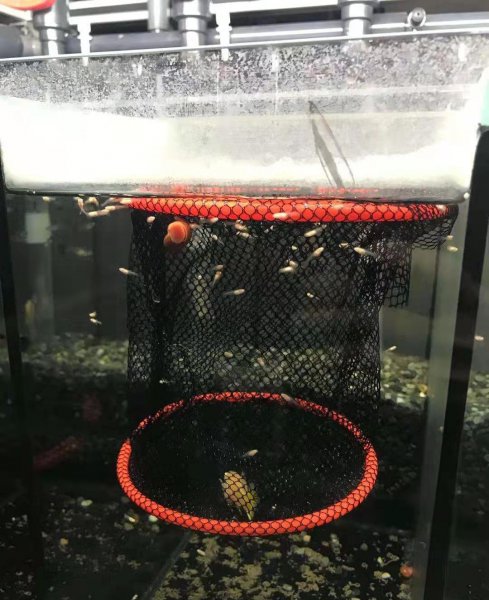 家养孔雀鱼的杂交图解