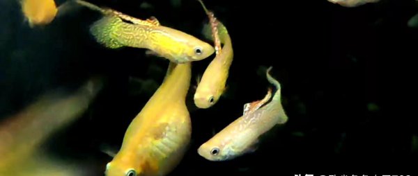 家养孔雀鱼的杂交图解