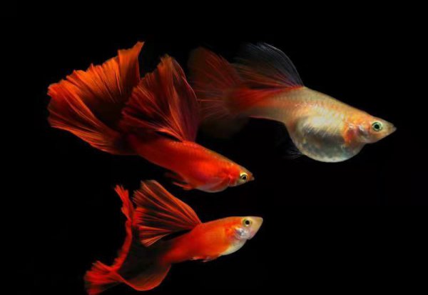 家养孔雀鱼的杂交图解