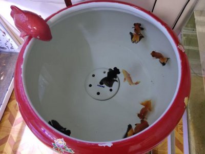 鱼缸水腥味重怎么回事 鱼缸水有很大腥味的原因和解决方案