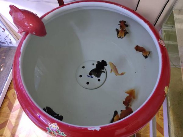 鱼缸水腥味重怎么回事