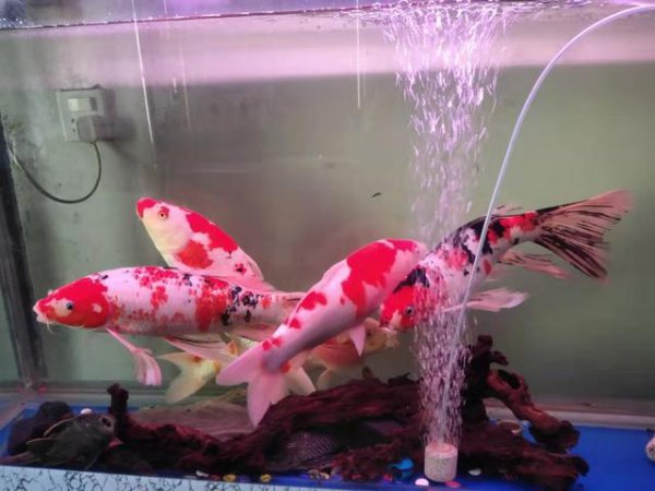 鱼缸水腥味重怎么回事