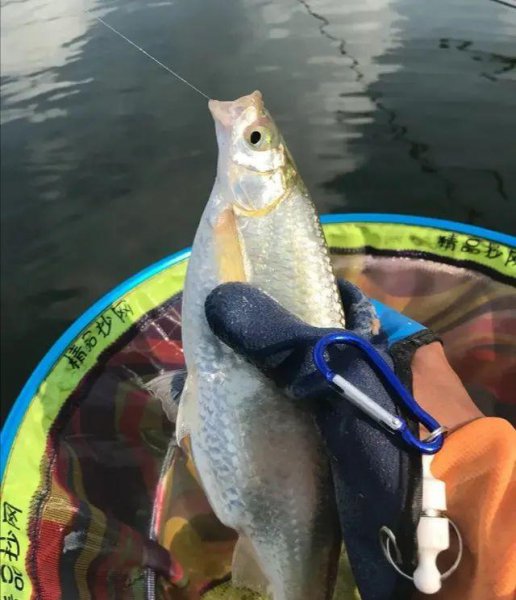 怎样钓白条绝招