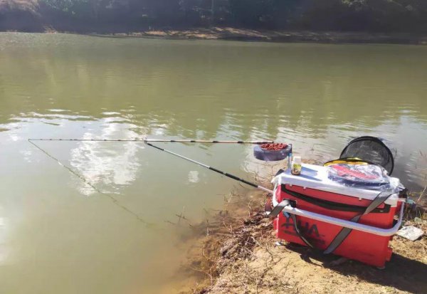 怎样钓白条绝招