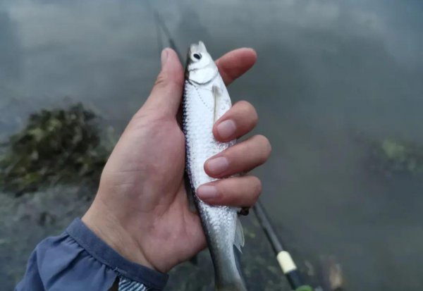 怎样钓白条绝招